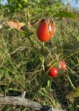 Rosa schistosa