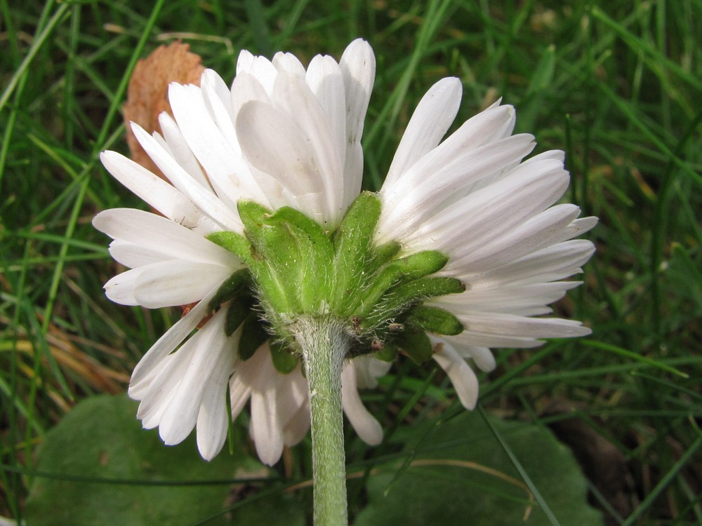 Image of Bellis sylvestris specimen.