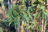Eucalyptus camaldulensis. Верхушки ветвей с бутонами(?). Израиль, лесопарк Шоам. 11.12.2022.