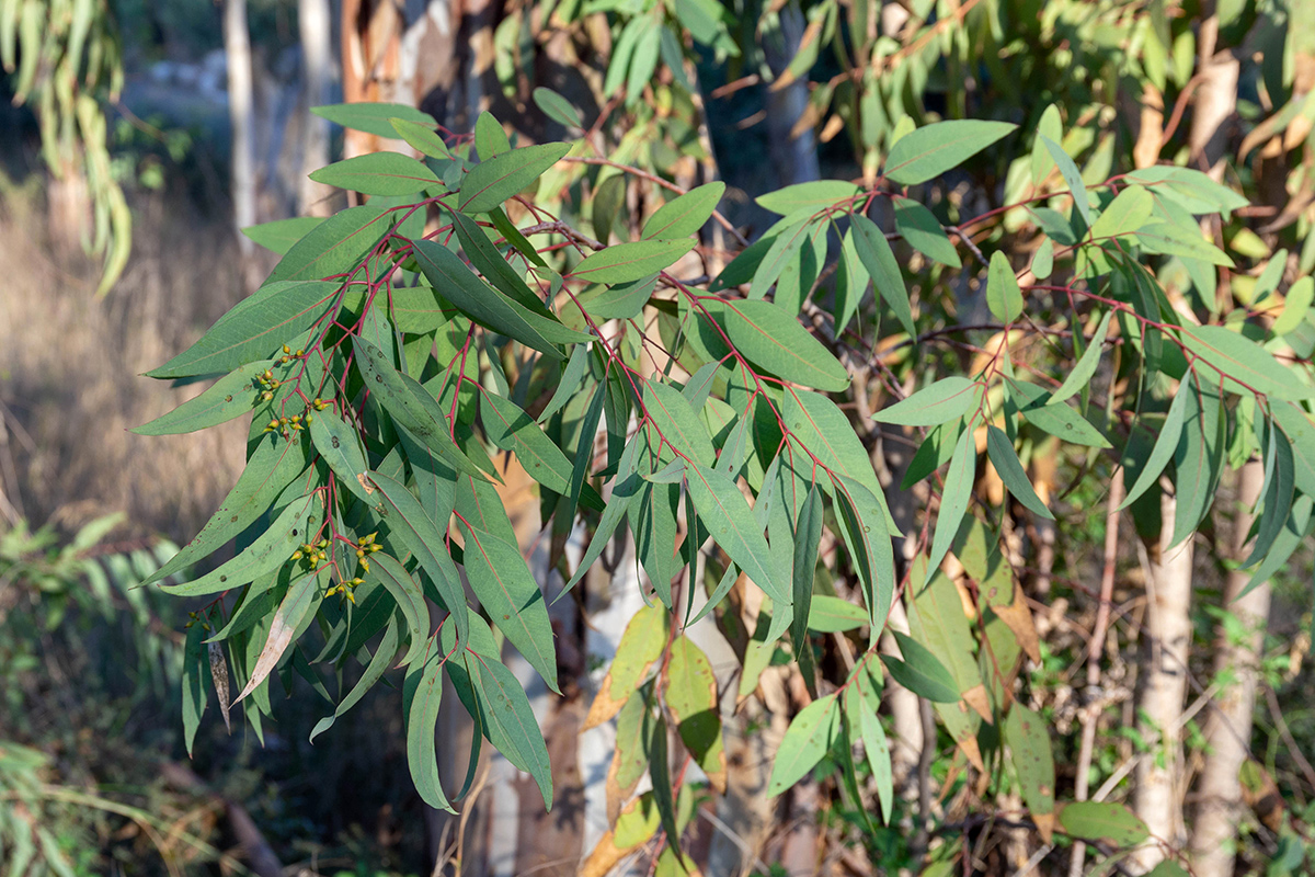 Изображение особи Eucalyptus camaldulensis.