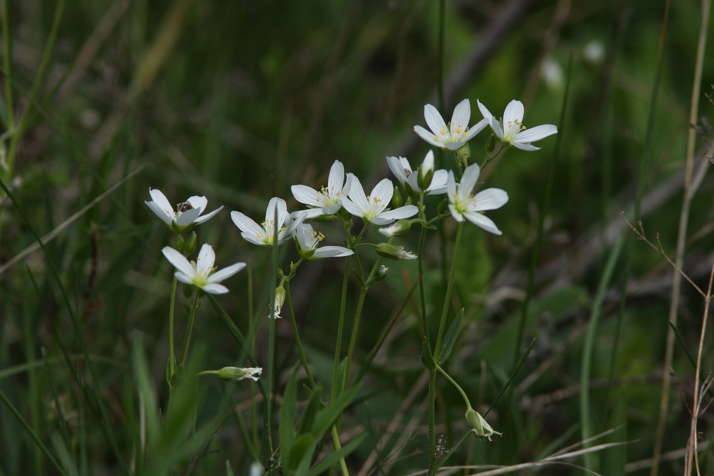 Изображение особи Cerastium bungeanum.