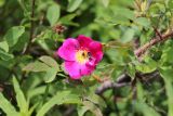 Rosa acicularis