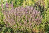 Phlomis pungens