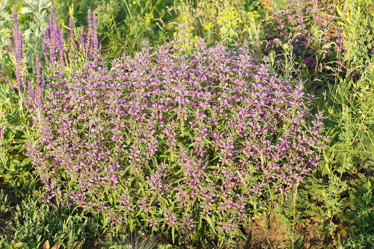 Image of Phlomis pungens specimen.