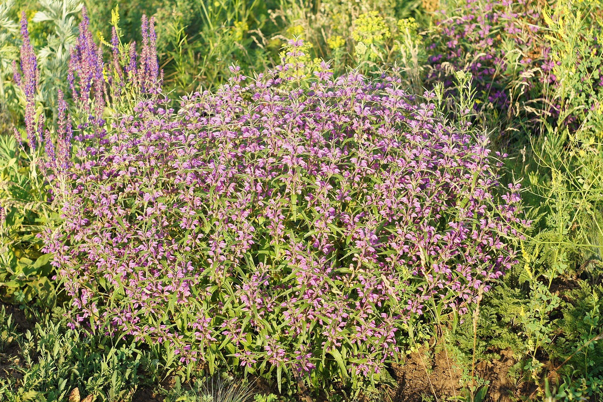 Изображение особи Phlomis pungens.