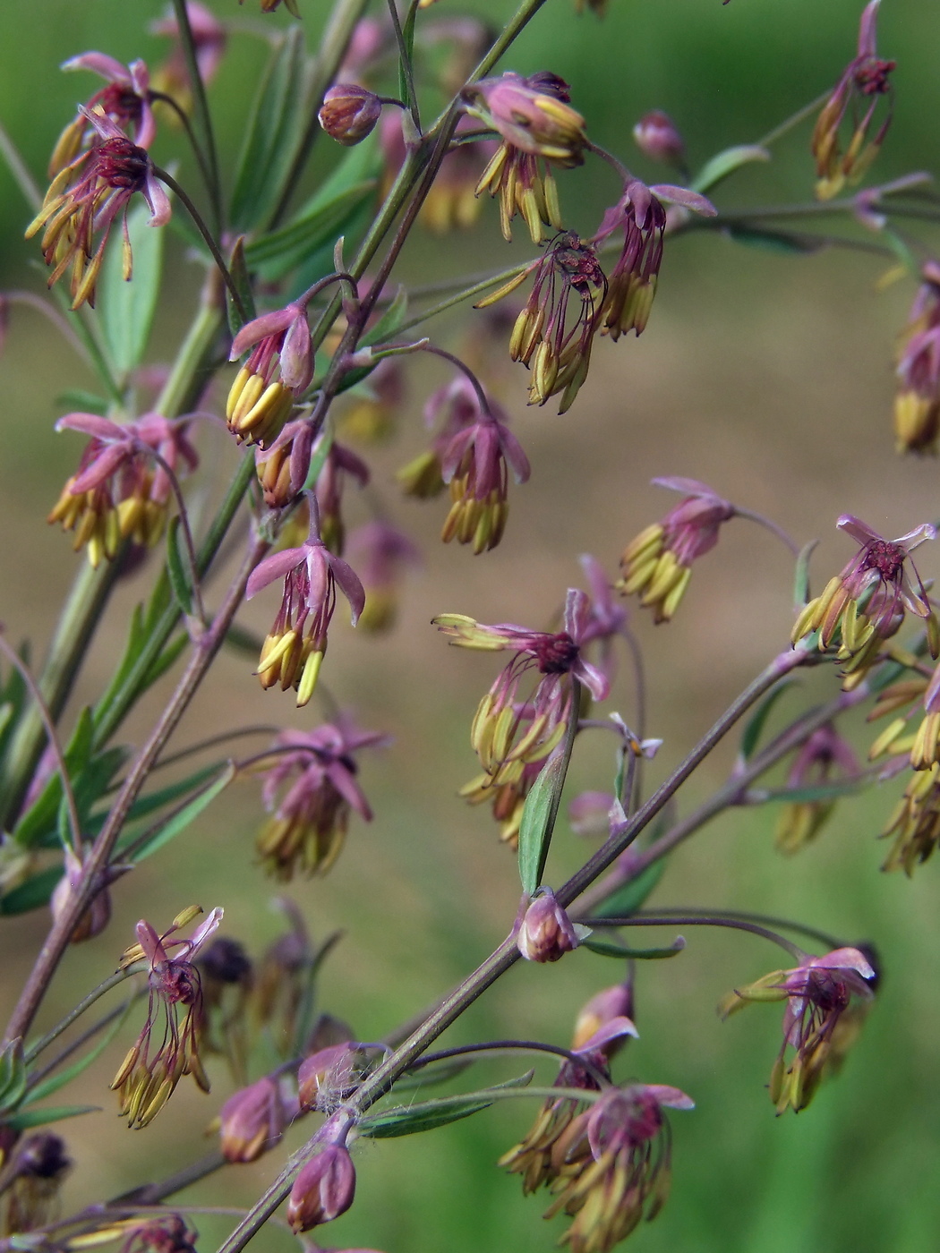 Изображение особи Thalictrum simplex.