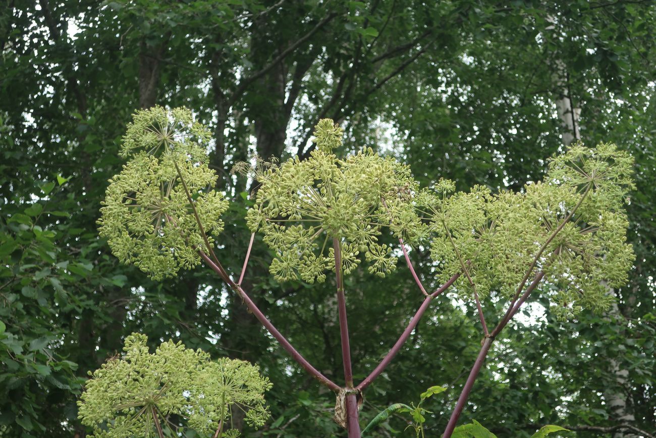 Image of Archangelica officinalis specimen.