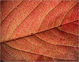 Parthenocissus quinquefolia