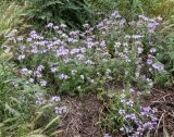 Phacelia tanacetifolia. Куртина цветущих растений. Краснодарский край, м/о Анапа, пос. Витязево, ул. Мира, высокий берег Витязевского лимана, пустырь. 29.05.2021.