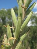 Oenothera depressa