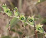 Hyoscyamus niger. Часть побега с незрелыми плодами с сидящим колорадским жуком. Краснодарский край, Анапский муниципалитет, г. Анапа, приморский обрыв, крутой склон над тропкой. 06.06.2021.