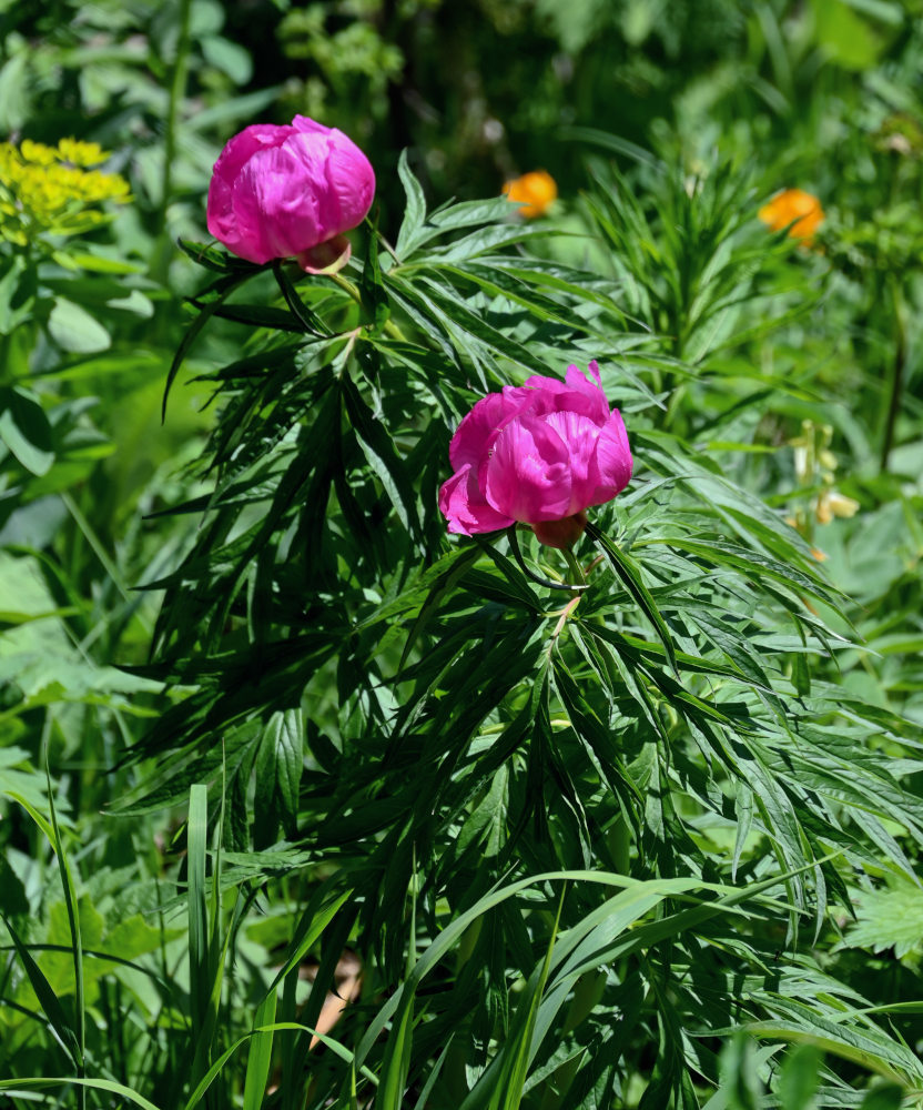 Изображение особи Paeonia anomala.