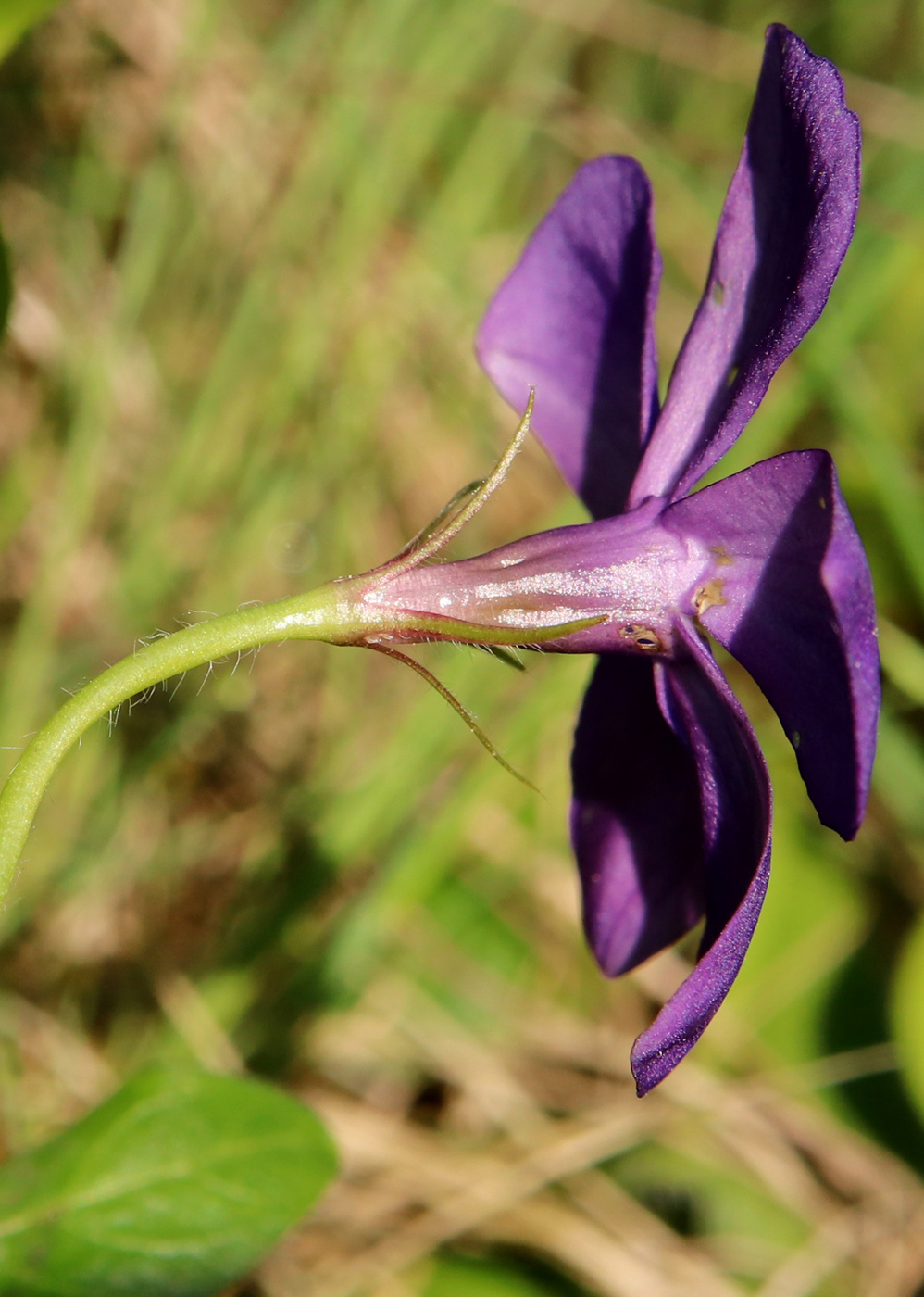 Image of Vinca pubescens specimen.