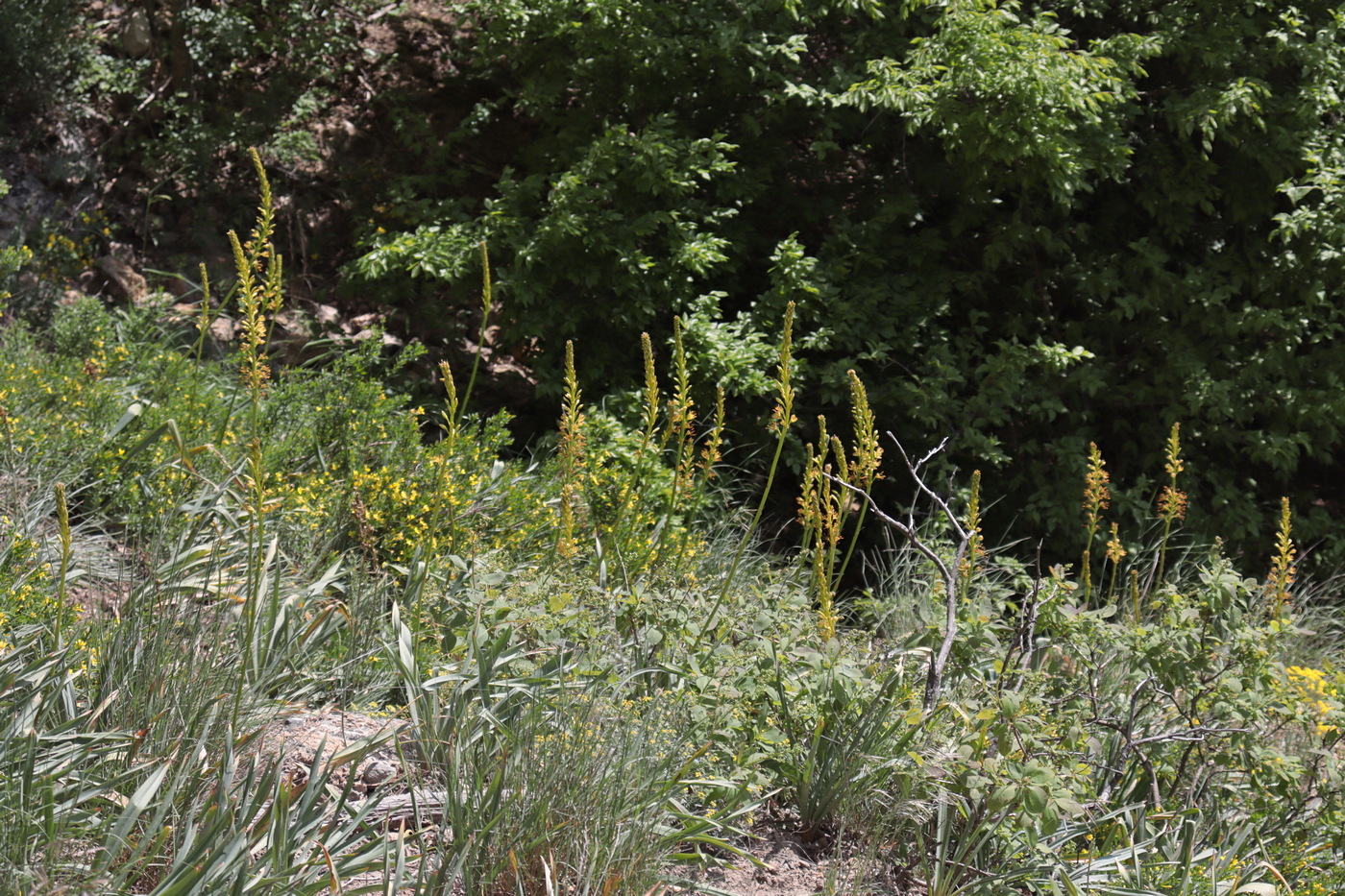 Изображение особи Eremurus jungei.