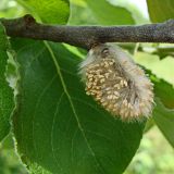 Salix abscondita