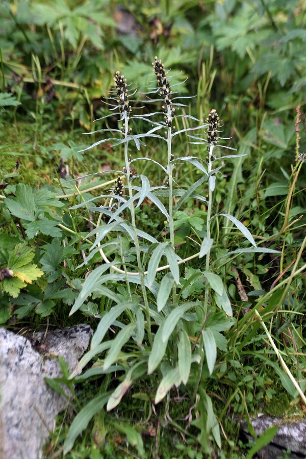 Image of Omalotheca norvegica specimen.