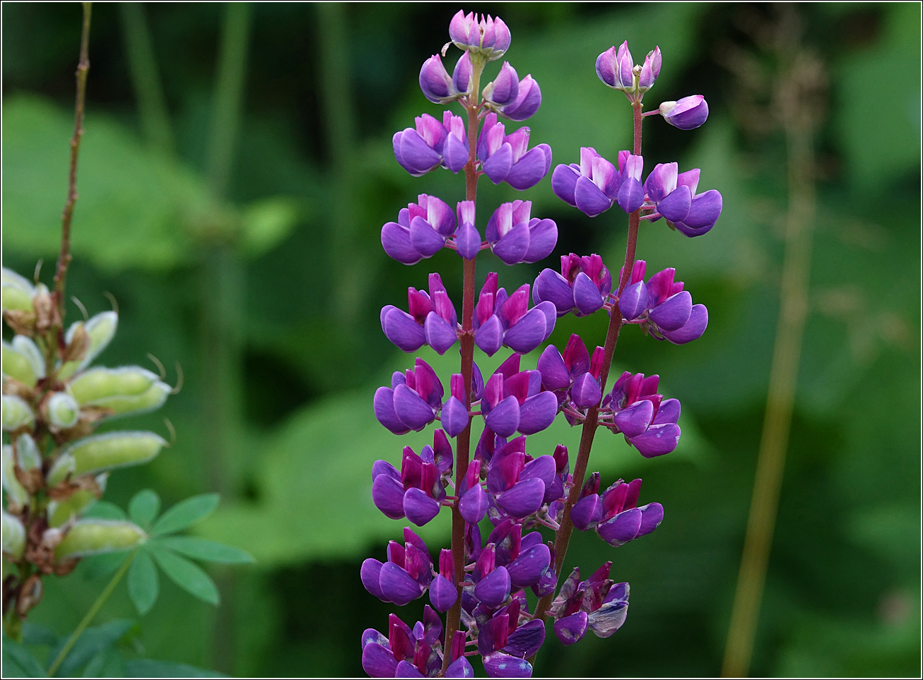 Изображение особи Lupinus polyphyllus.