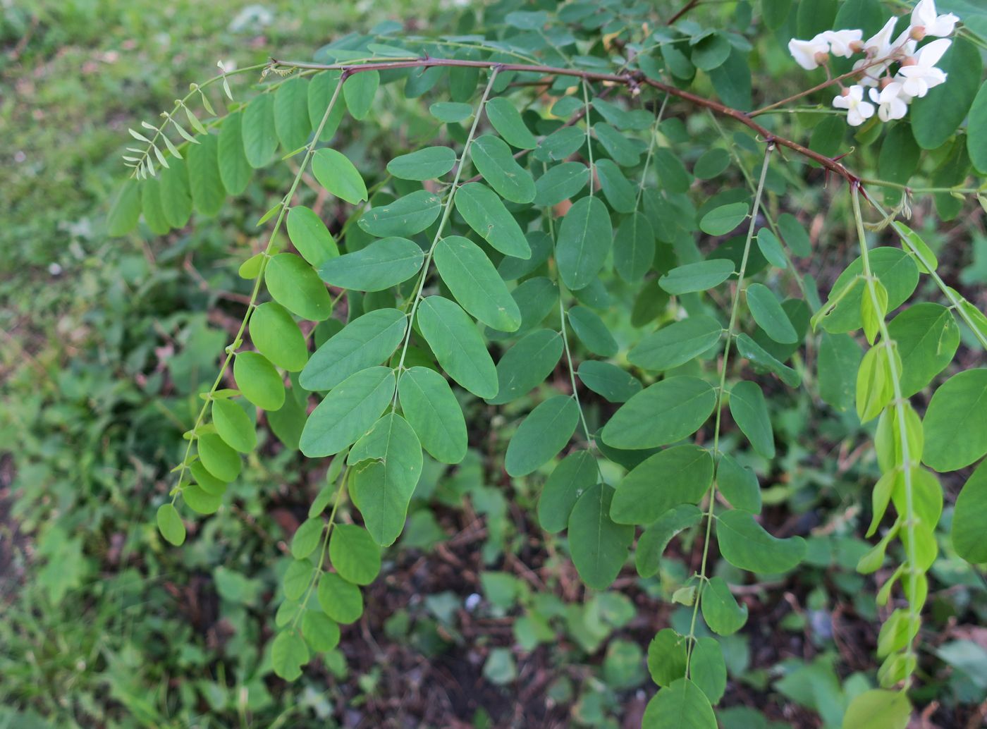 Image of Robinia pseudoacacia specimen.