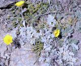 Potentilla hololeuca