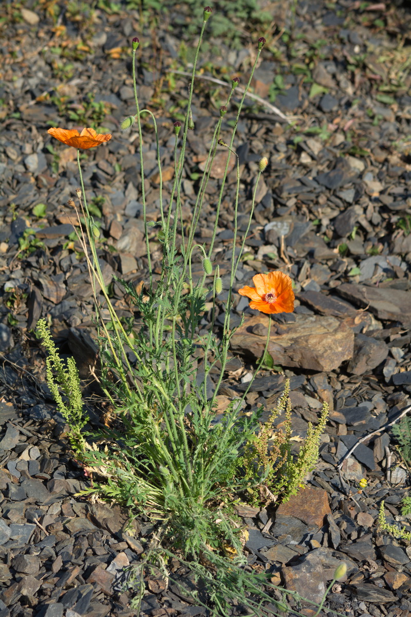 Image of Papaver fugax specimen.