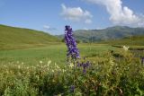 Delphinium bracteosum. Верхушка цветущего растения. Чечня, Итум-Калинский р-н, окр. ур. Цамадой, выс. 2100 м н.у.м., луг на берегу озерца. 6 августа 2023 г.