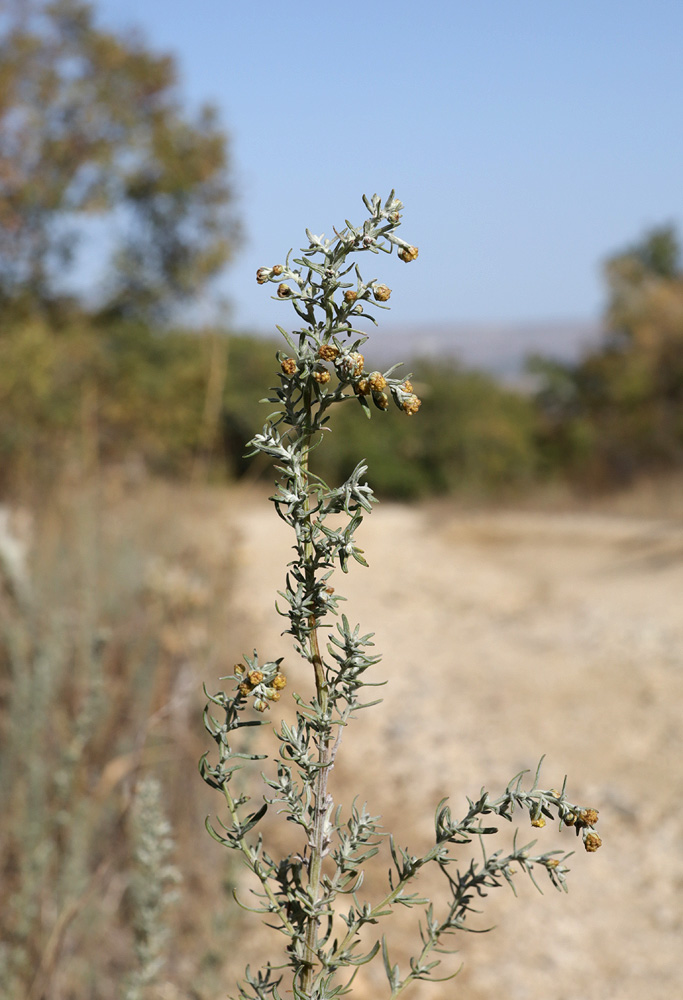 Image of Artemisia pontica specimen.