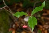 род Euonymus. Побег с плодом. Адыгея, Майкопский р-н, окр. Большой Азишской пещеры, 1550 м н.у.м., смешанный лес. 16.09.2023.