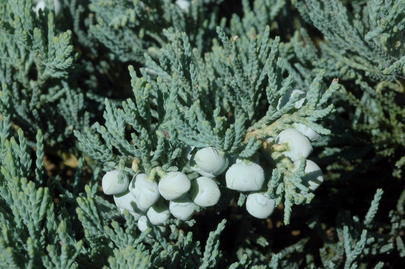 Image of Juniperus sargentii specimen.
