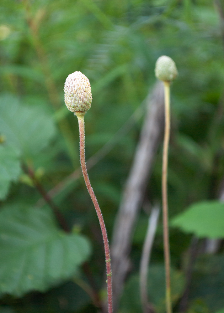 Image of Anemone sylvestris specimen.