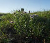 Aster amellus