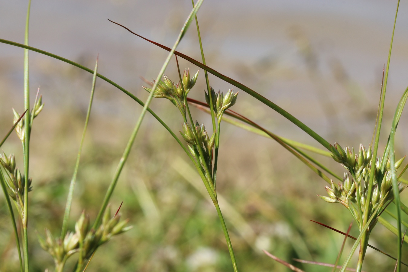 Image of Juncus tenuis specimen.