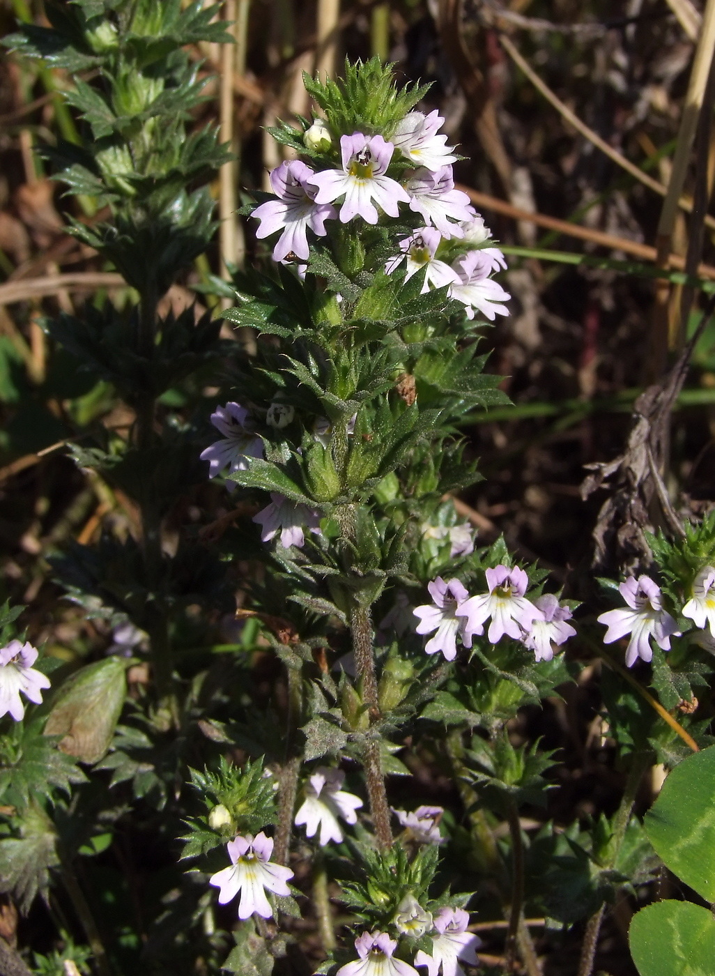 Изображение особи Euphrasia brevipila.