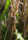 Taraxacum serotinum. Верхушки бутонизирующих побегов. Оренбургская обл., Беляевский р-н, Донской сельсовет, Долгие Горы, степной склон. 5 сентября 2023 г.