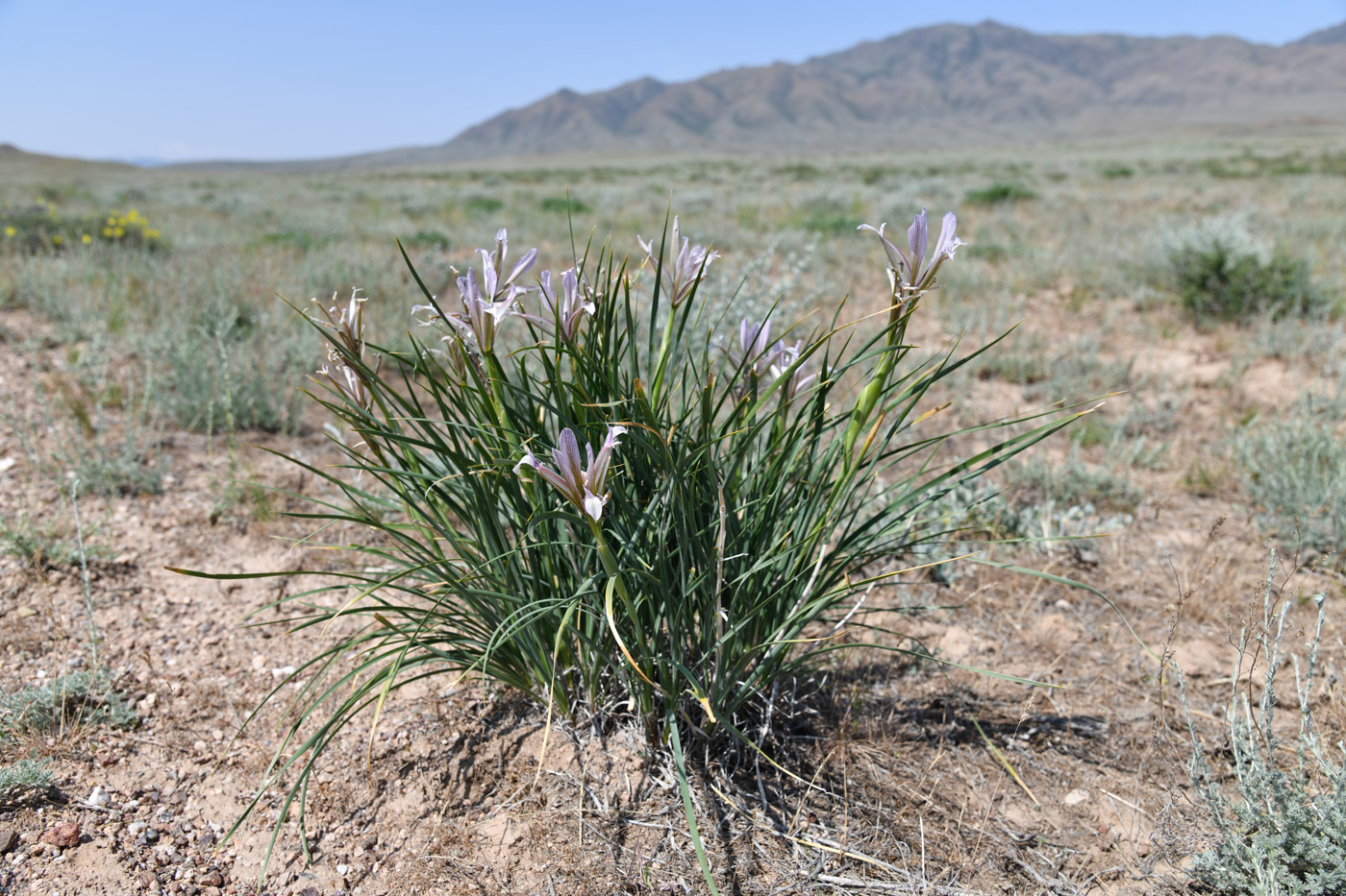 Image of Iris songarica specimen.