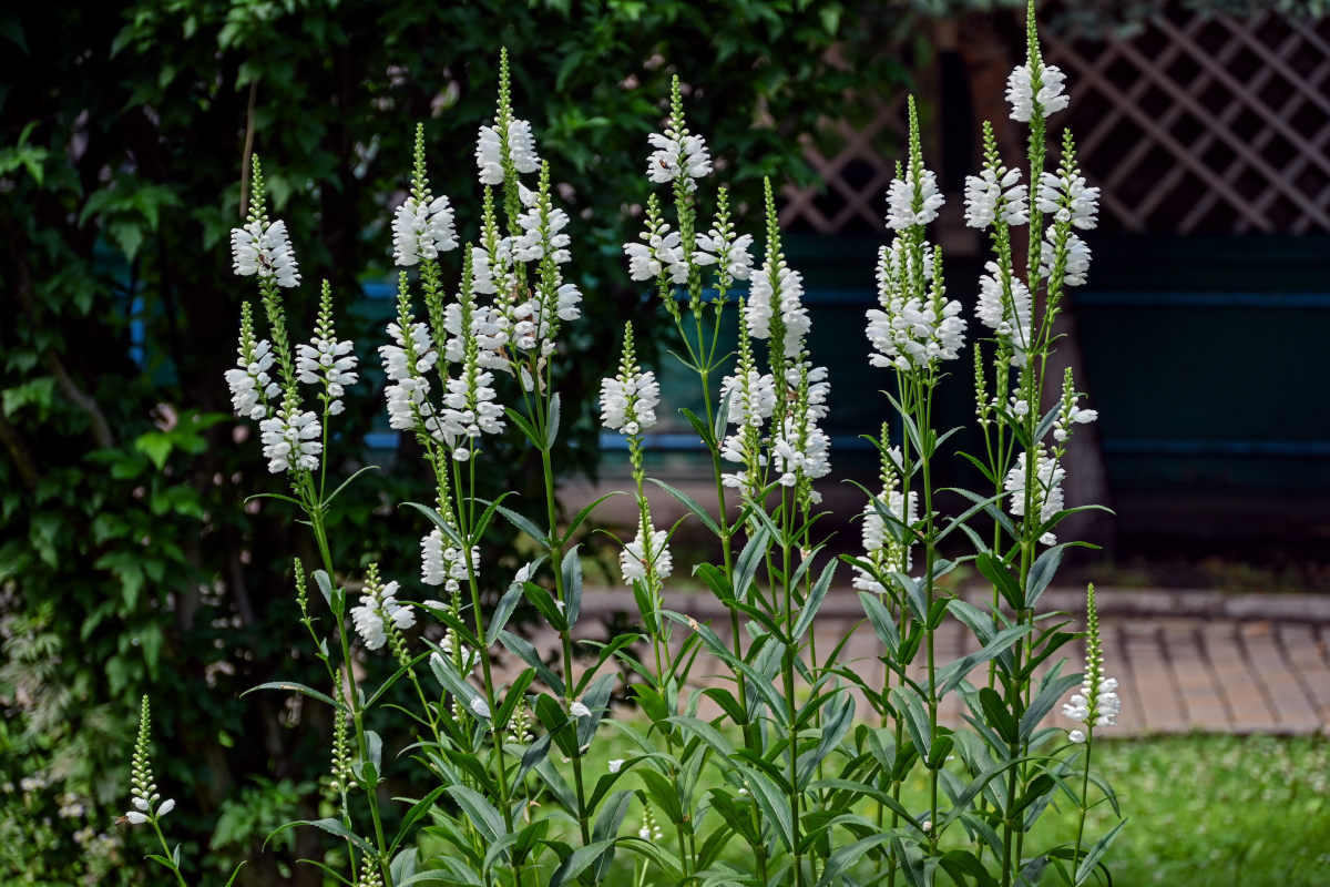 Image of Physostegia virginiana specimen.