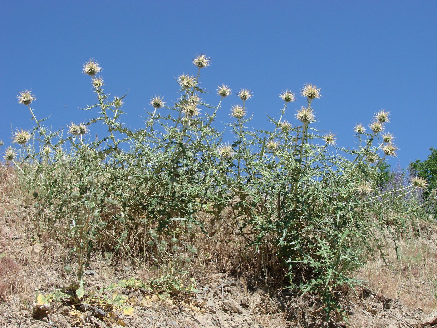 Изображение особи Echinops maracandicus.