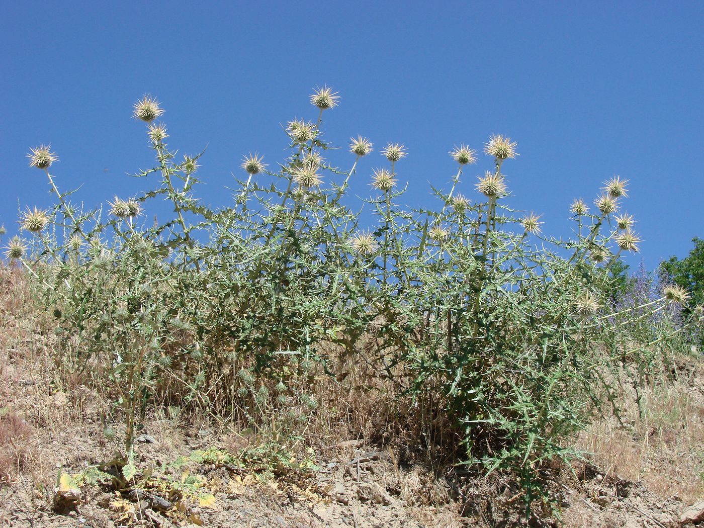 Image of Echinops maracandicus specimen.