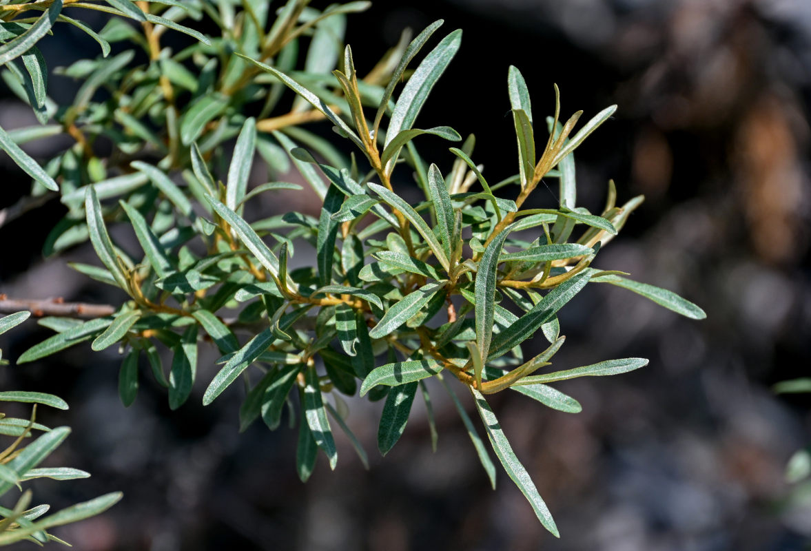 Image of Hippophae rhamnoides specimen.