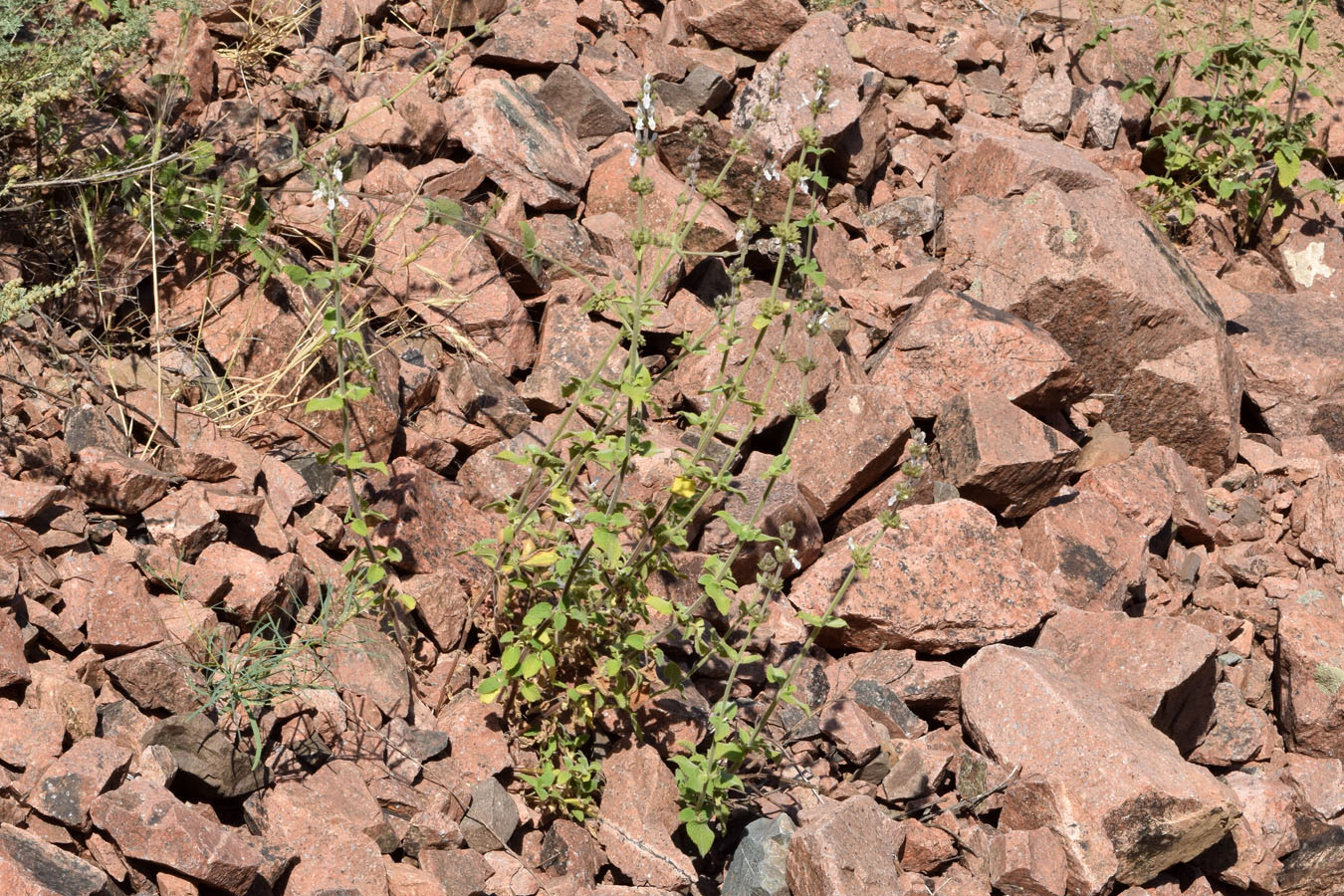 Image of Stachys hissarica specimen.