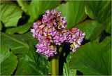 Bergenia crassifolia. Соцветия и листья (после зимовки). Московская обл., Раменский р-н, окр. дер. Хрипань, садовый участок. 29.04.2024.