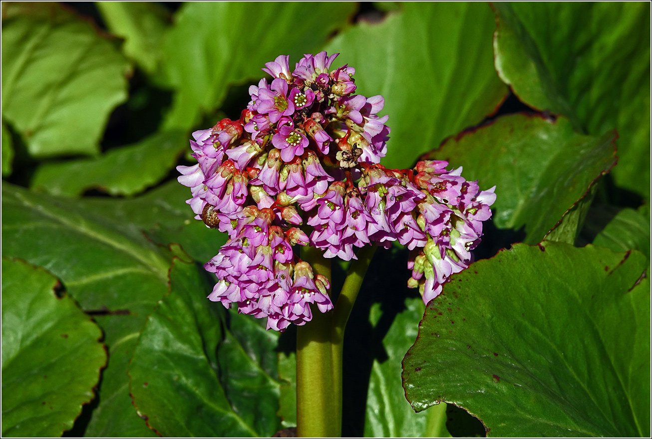 Image of Bergenia crassifolia specimen.