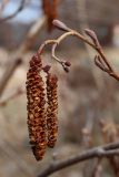 Alnus glutinosa. Верхушка побега с мужскими и женскими (вверху) соцветиями и распускающимися вегетативными почками. Ленинградская обл., Ломоносовский р-н, окр. Шепелёвского маяка; п-ов Каравалдай, берег Финского залива, подножие песчаного берегового вала, молодой черноольшаник. 26.04.2024.