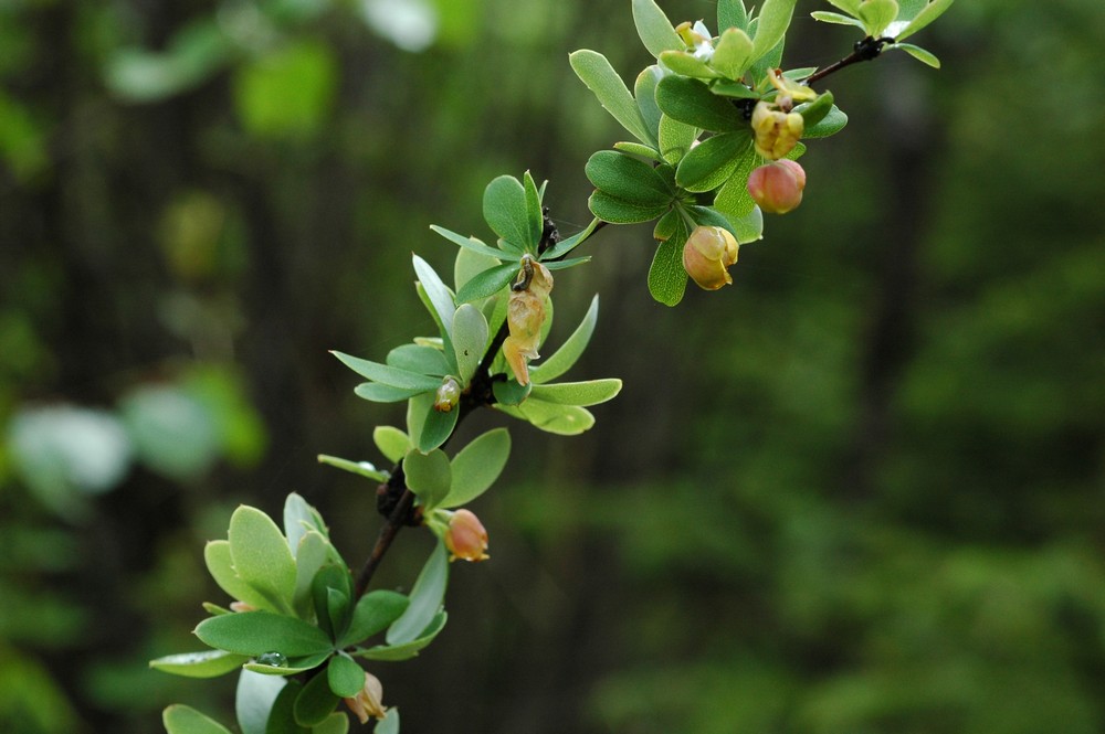 Изображение особи Berberis tsarongensis.