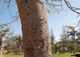 Delonix regia