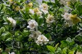 Gardenia jasminoides