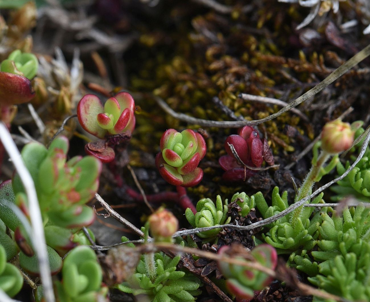 Изображение особи род Sedum.
