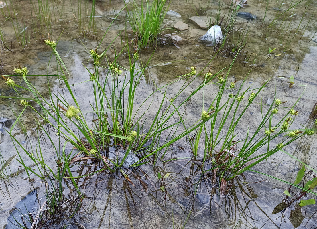 Image of Carex flava specimen.