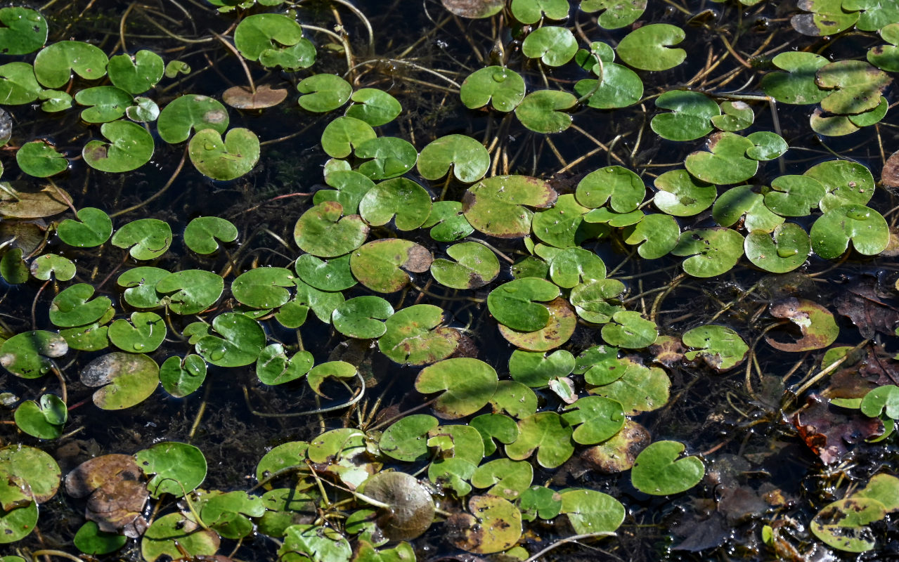 Image of Hydrocharis morsus-ranae specimen.