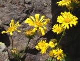 Doronicum macrophyllum