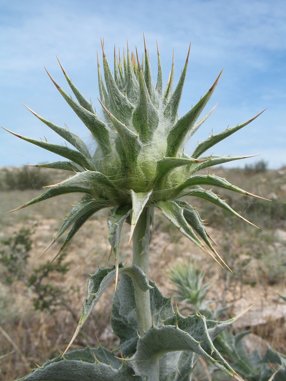 Image of Cousinia onopordioides specimen.